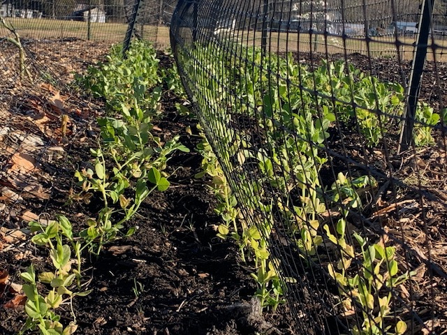 growing peas