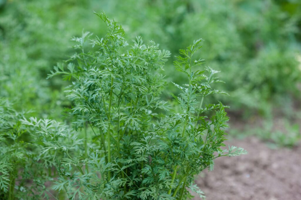 growing your own carrots