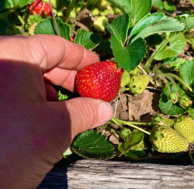 planting bareroot strawberries