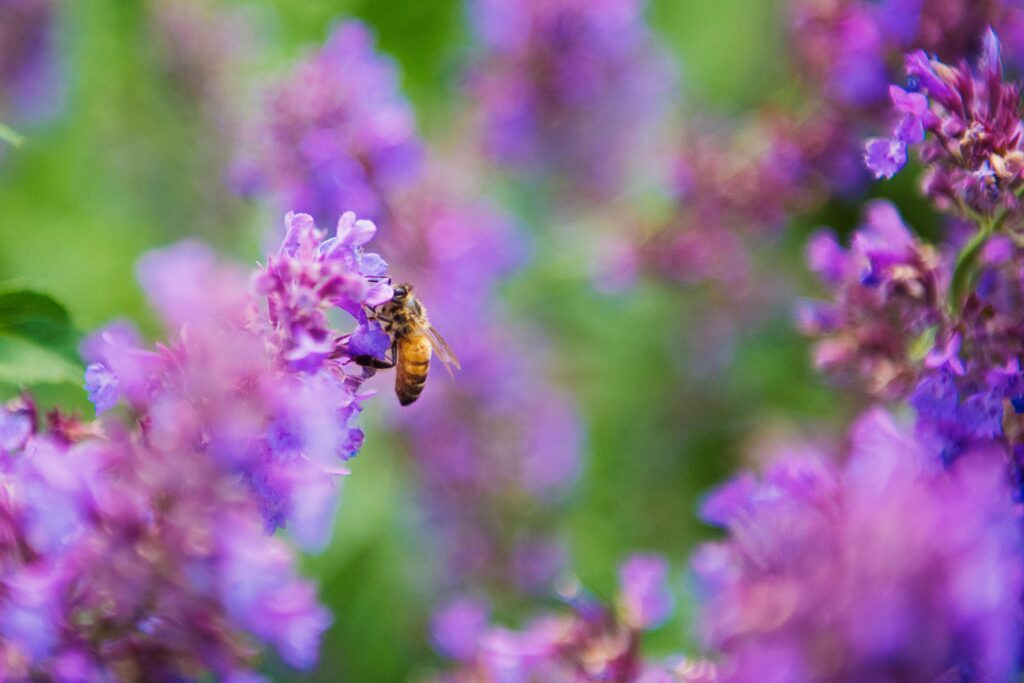 attracting pollinators