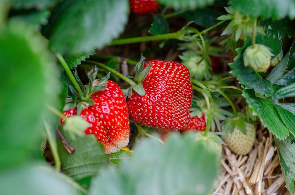 easy strawberry plant care