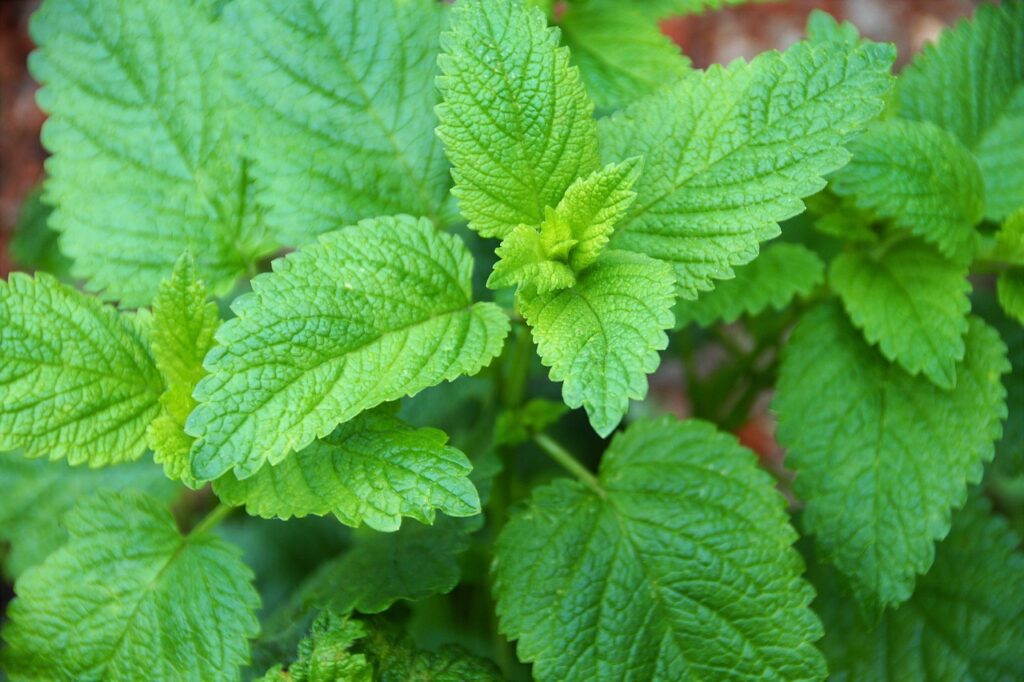 lemon balm