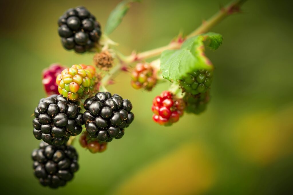 How to grow blackberries from cuttings