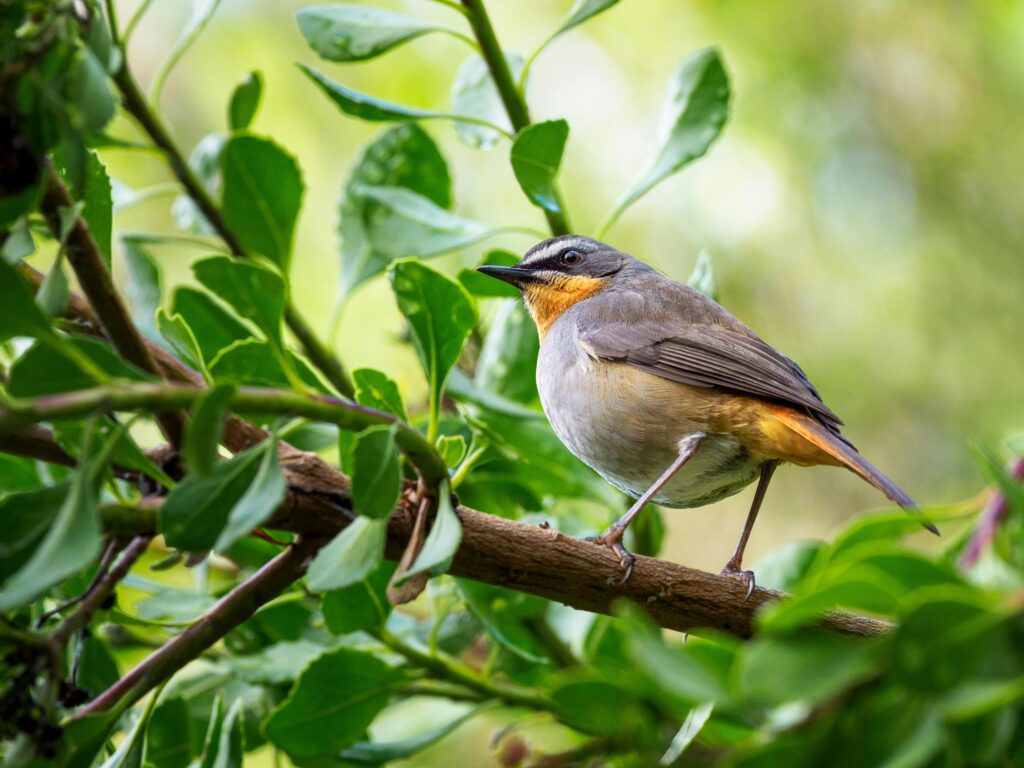 attracting beneficial birds