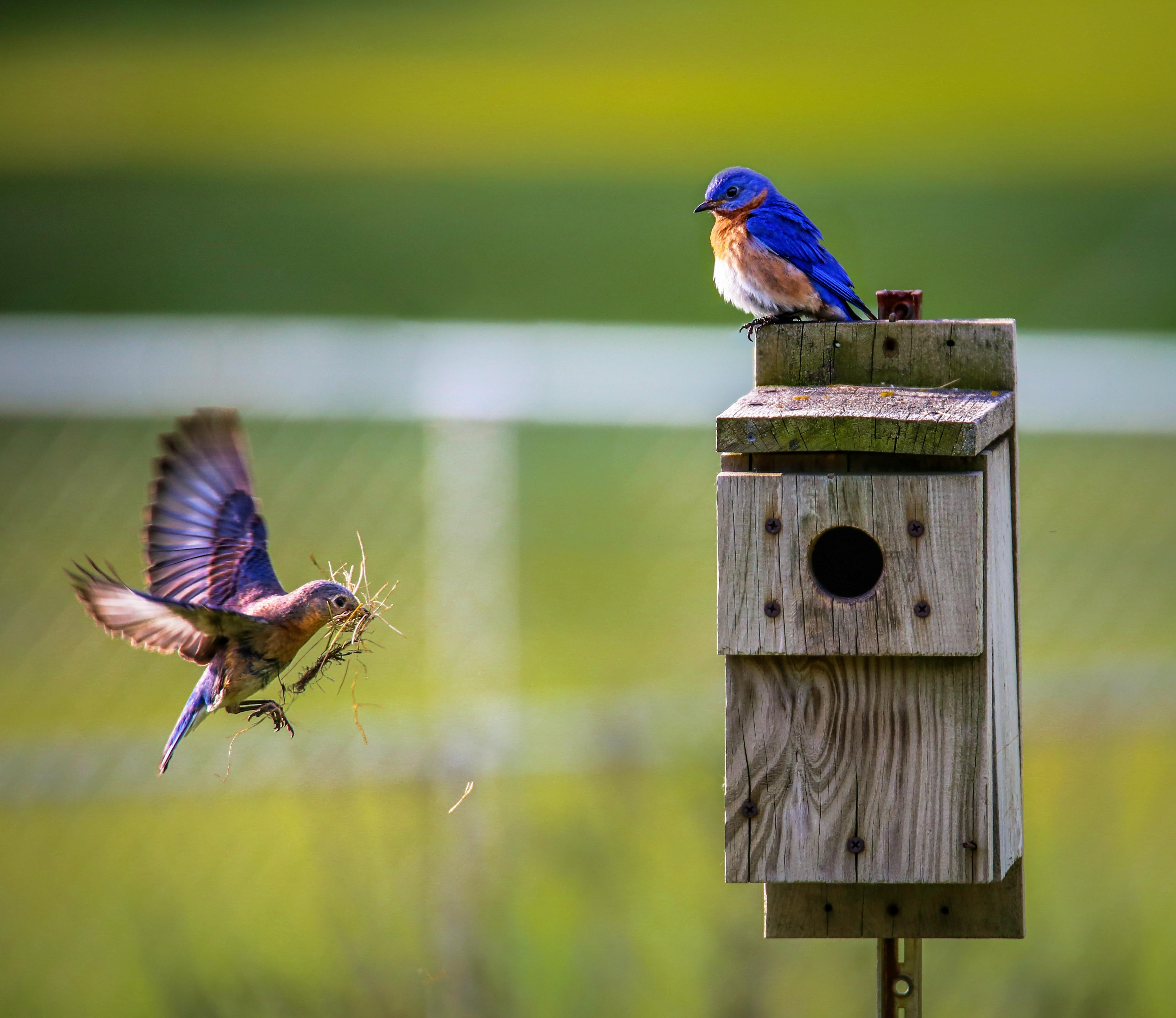 attracting beneficial birds