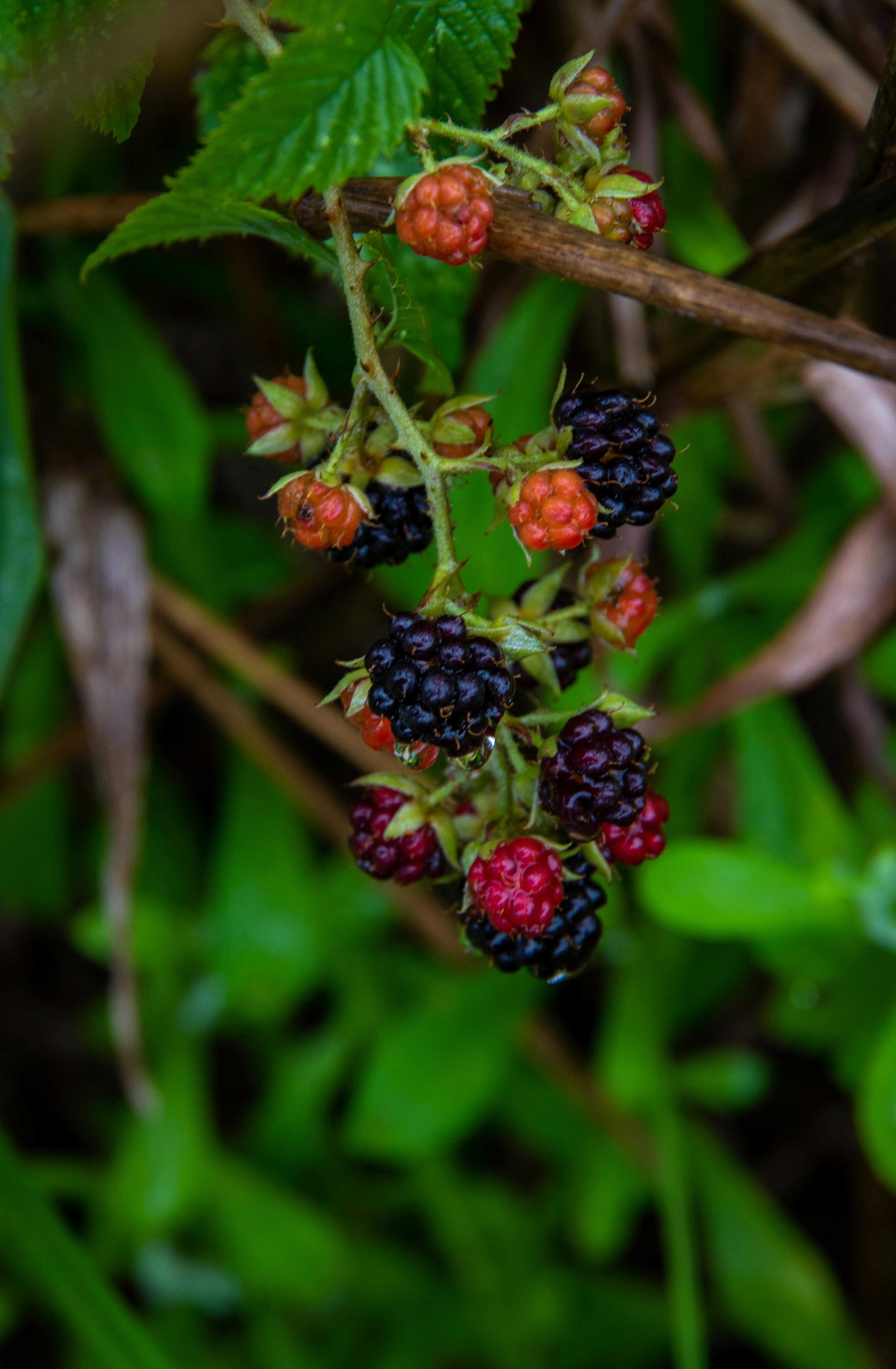 How to grow blackberry plants from cuttings