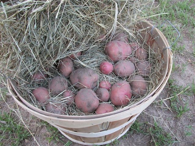 long-term potato storage