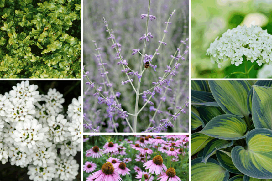 planting a a flower border along your walkway