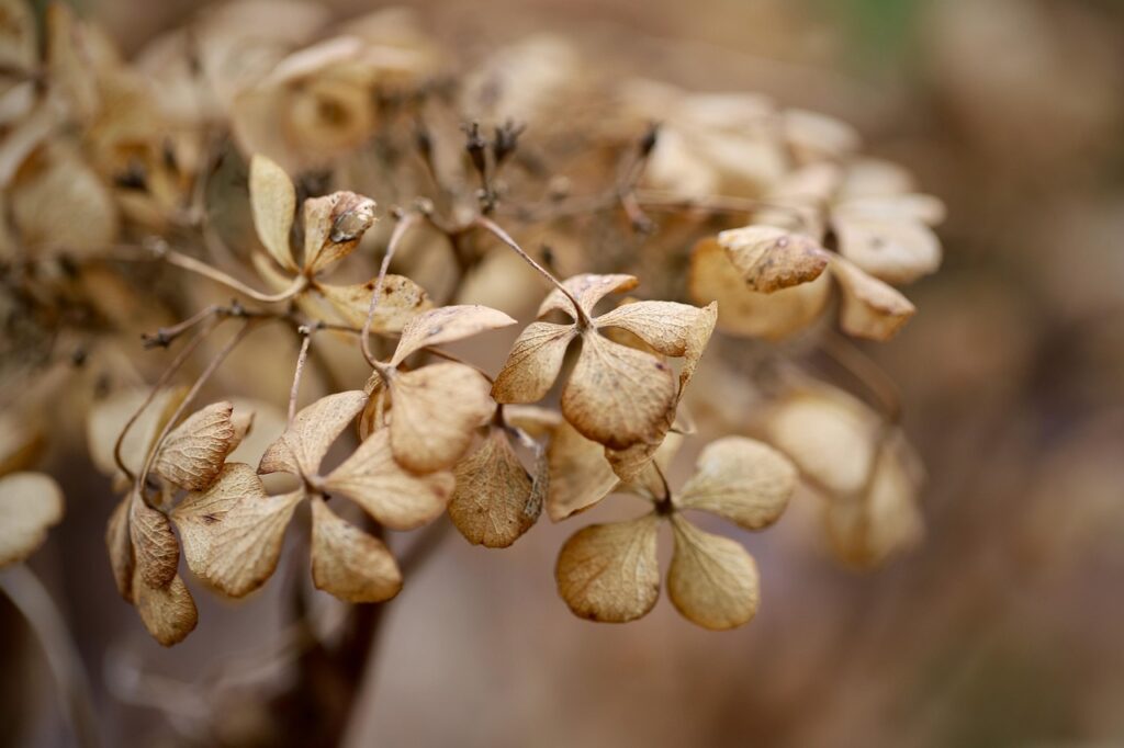 easy flowers to dry