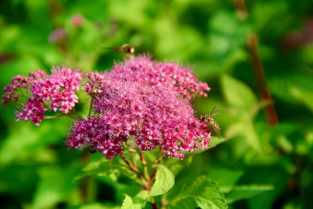 shrubs that flower all season