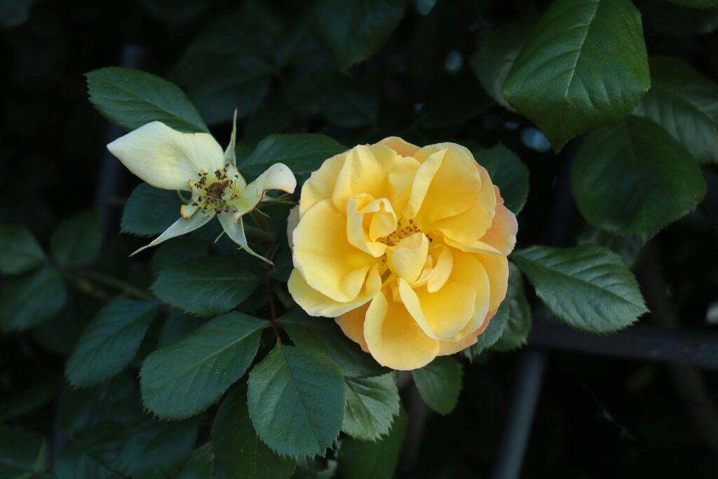 continuous blooming shrub, knock out roses