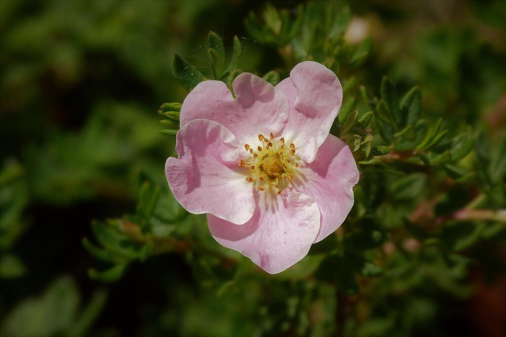 shrubs that bloom all summer
